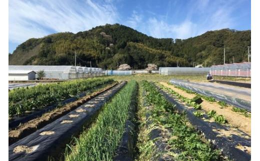 【定期便全8回】高知の旬をお届け「中里自然農園・旬のお野菜便」