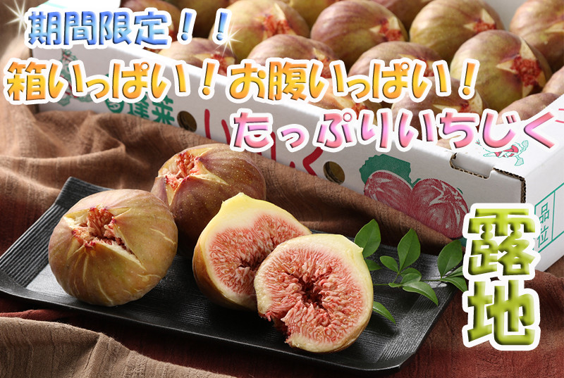 
            AE-006_【露地栽培】箱いっぱい！お腹いっぱい！たっぷりいちじく（期間限定）
          