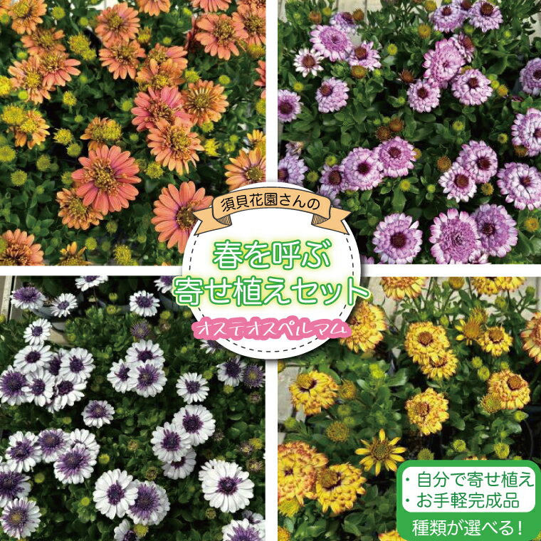 【ふるさと納税】【2026年3月より順次発送】【選べる　寄せ植え用　完成品】須貝花園さんの春を呼ぶ寄せ植えセット＜オステオスペルマム 4鉢＞｜オステオスペルマム 花 季節の花 寄せ植え 寄せ植えセット セット 須貝花園 先行予約 茨城県 行方市(C-17)