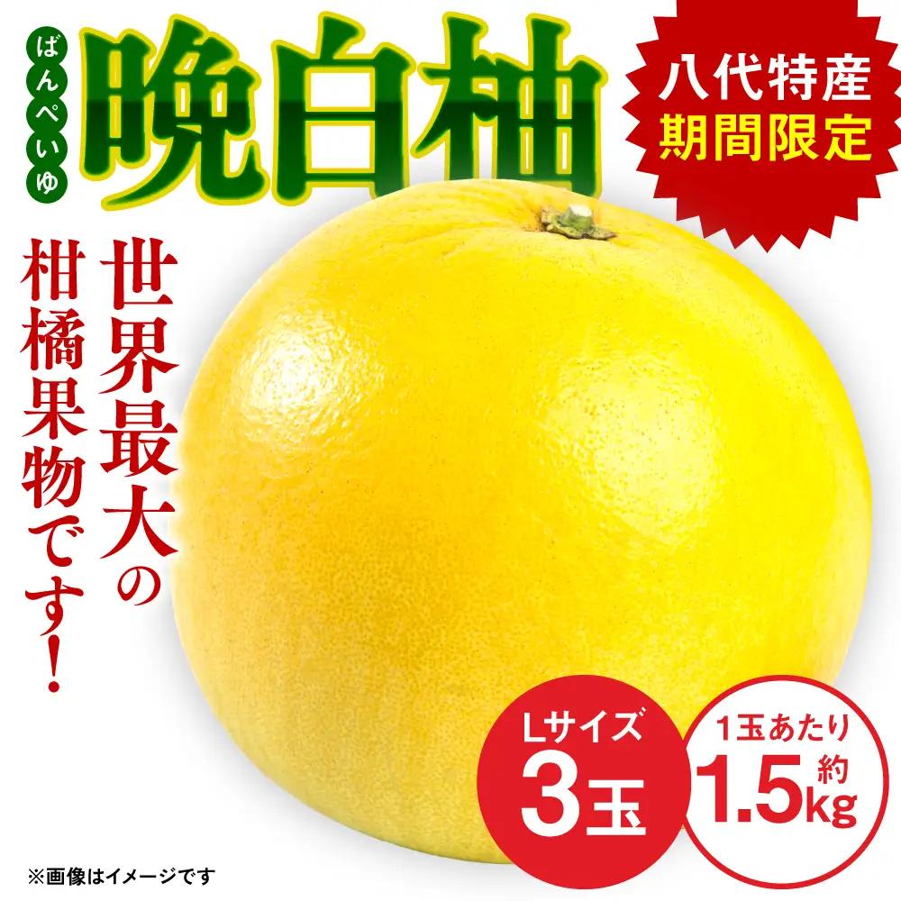 【先行予約】熊本県八代市産 晩白柚 （ばんぺいゆ）Lサイズ 3玉 柑橘【2026年12月上旬より順次発送】