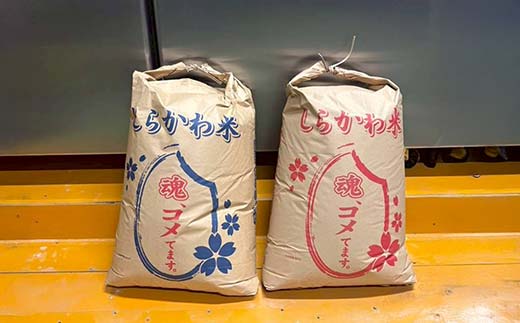 令和7年産米 白河表郷 コシヒカリ 白米 5kg 米 コメ ごはん ご飯 食品 F25R-033