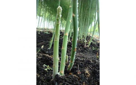 《先行予約》2026年夏アスパラ(約600g)「遠軽にょっきーず」