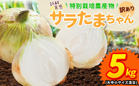 訳あり 玉ねぎ 新玉ねぎ 5kg 《1-5営業日以内に出荷予定(土日祝除く)》｜玉ねぎ玉ねぎ玉ねぎ玉ねぎ