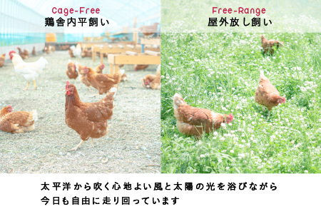 【1019】半年間定期便！こだわりの無投薬･平飼い有精卵 ＜毎月２５個×半年間＞