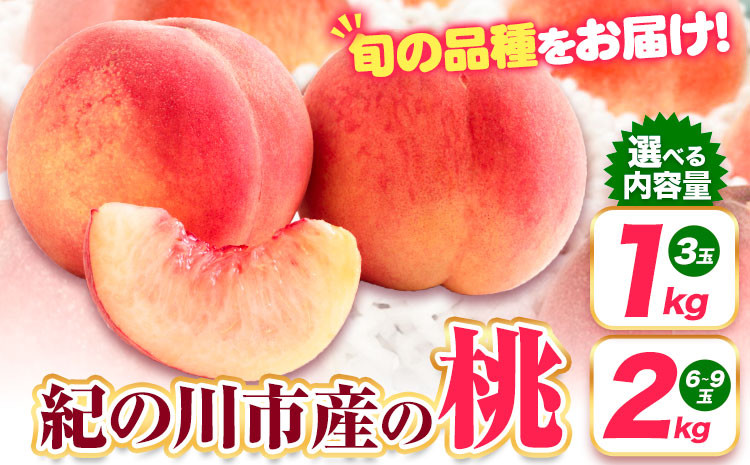 
            桃 紀の川市産 選べる 内容量 約1kg 約2kg 紀農人株式会社《2025年6月上旬-8月中旬頃出荷》 和歌山県 紀の川市 果物 フルーツ 桃 もも モモ 旬
          