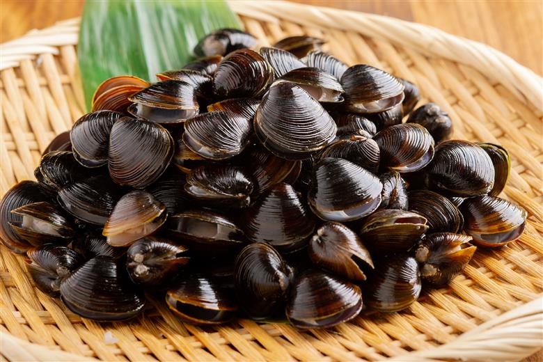 北海道網走湖産 ヤマトシジミ（600g × 2P） ABN002