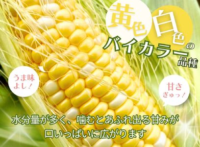 2025年6月上旬発送【朝採り】とうもろこし　ドルチェドリーム　12本入り 杉山農園[5839-2181]