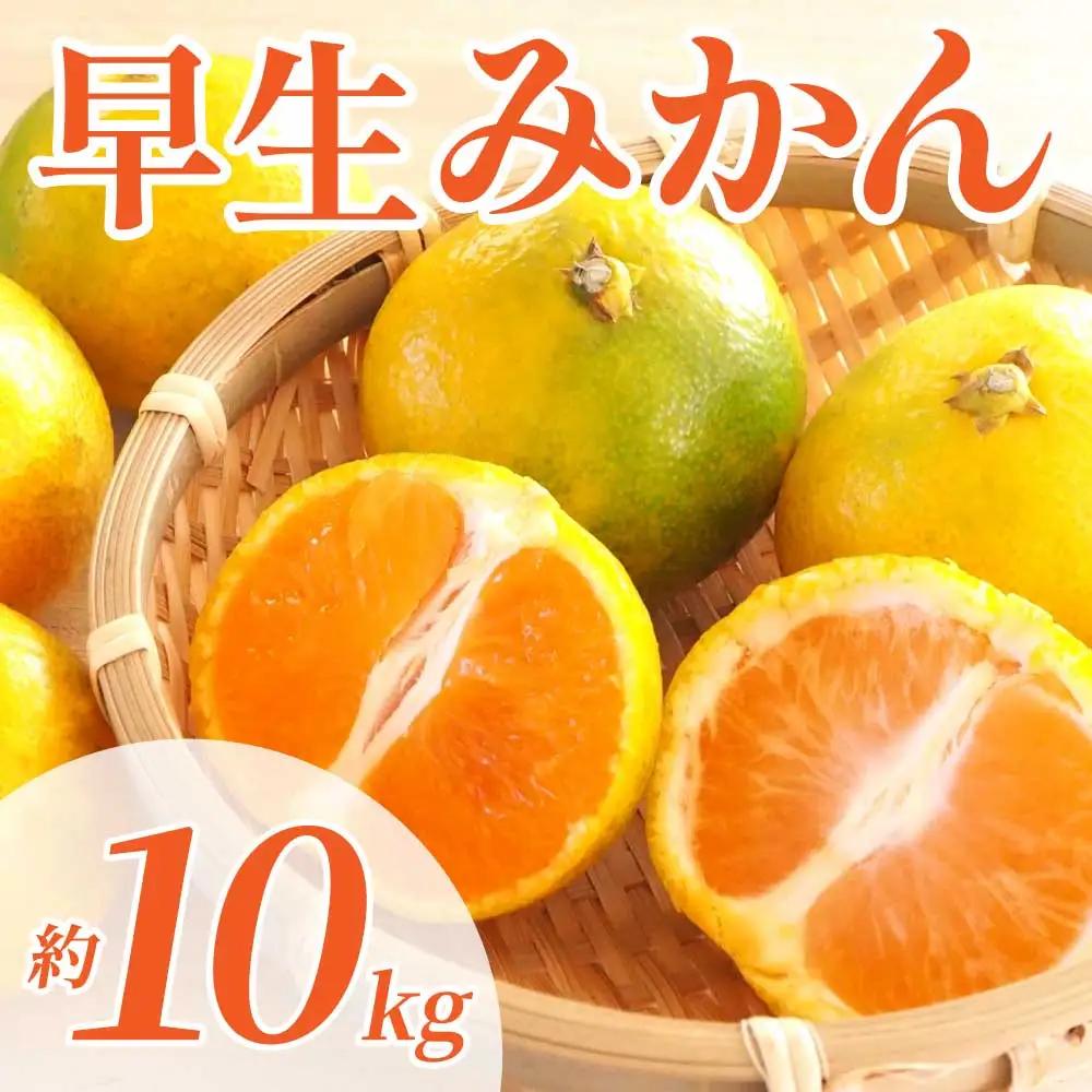 先行予約 早生みかん 約10㎏ (2S～2L)【2026年11月上旬～2026年11月下旬発送予定】