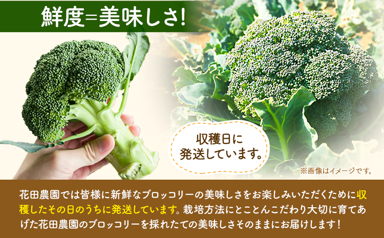 ブロッコリー 花田農園 の ブロッコリー 10個 花田農園 《11月下旬-3月末頃出荷》福岡県 鞍手町 ぶろっこりー 野菜 ブロッコリー 産地直送 送料無料---skr_chndbr_cf113_25