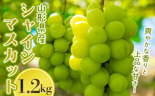 
                  山形県産 大粒ぶどう シャインマスカット 1.2kg(2~3房) 種無し 葡萄 ぶどう ブドウ マスカット 果物 くだもの フルーツ 贈答 贈り物 ギフト プレゼント 自宅 家庭 山形県 西川町 月山 FYN6-637
                