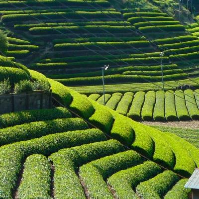 ふるさと納税 沼津市 『沼津ブランド認定の静岡茶』 富士の山、沼津城、熟うま　各100g　詰め合わせ |  | 02