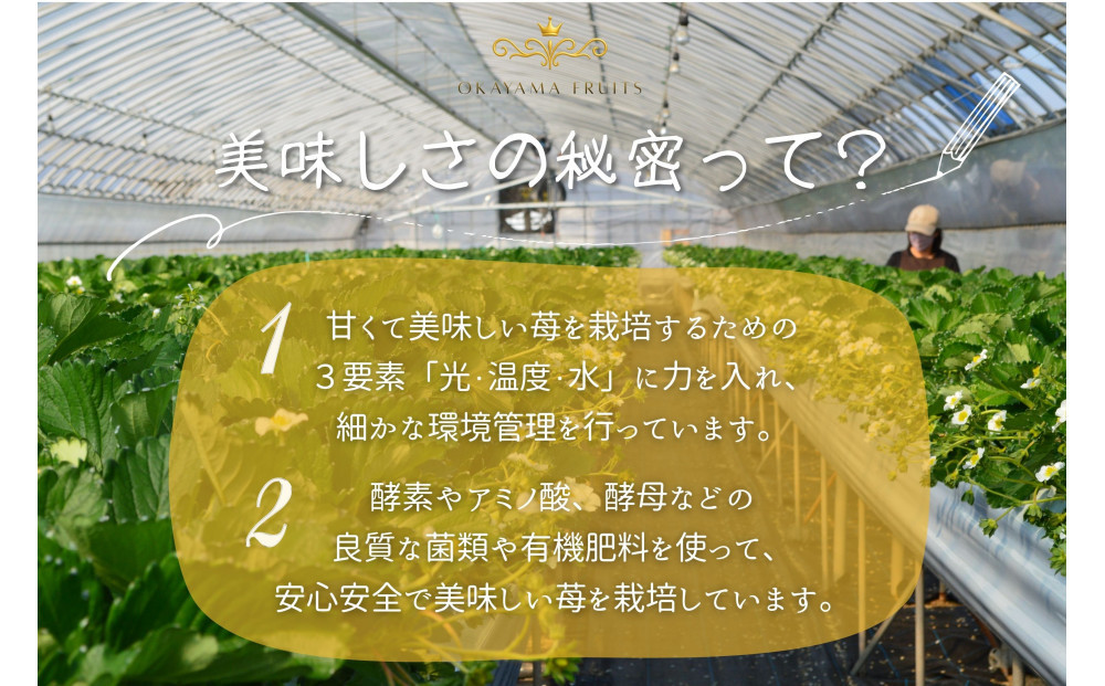 かもめファーム ゆめのか 化粧箱 400g（9～15粒）岡山県産 いちご 秀品