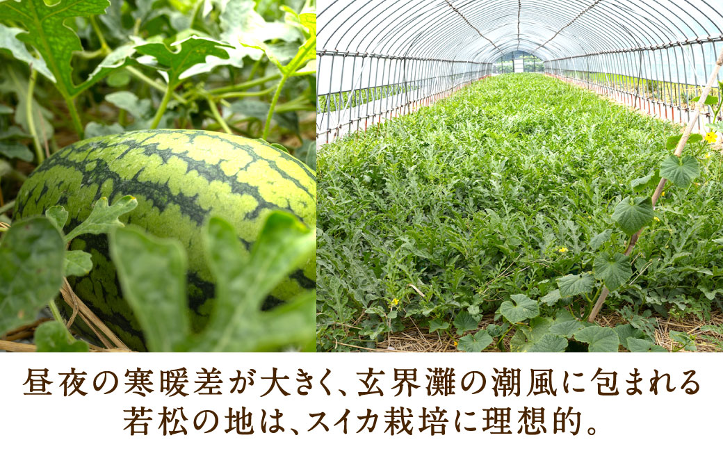 福岡県 北九州市 若松産 【優等品】 若松クイーン 約4kg以上 (約2kg以上2玉入り) 【2026年7月上旬から8月上旬発送予定】すいか スイカ フルーツ 果物 くだもの