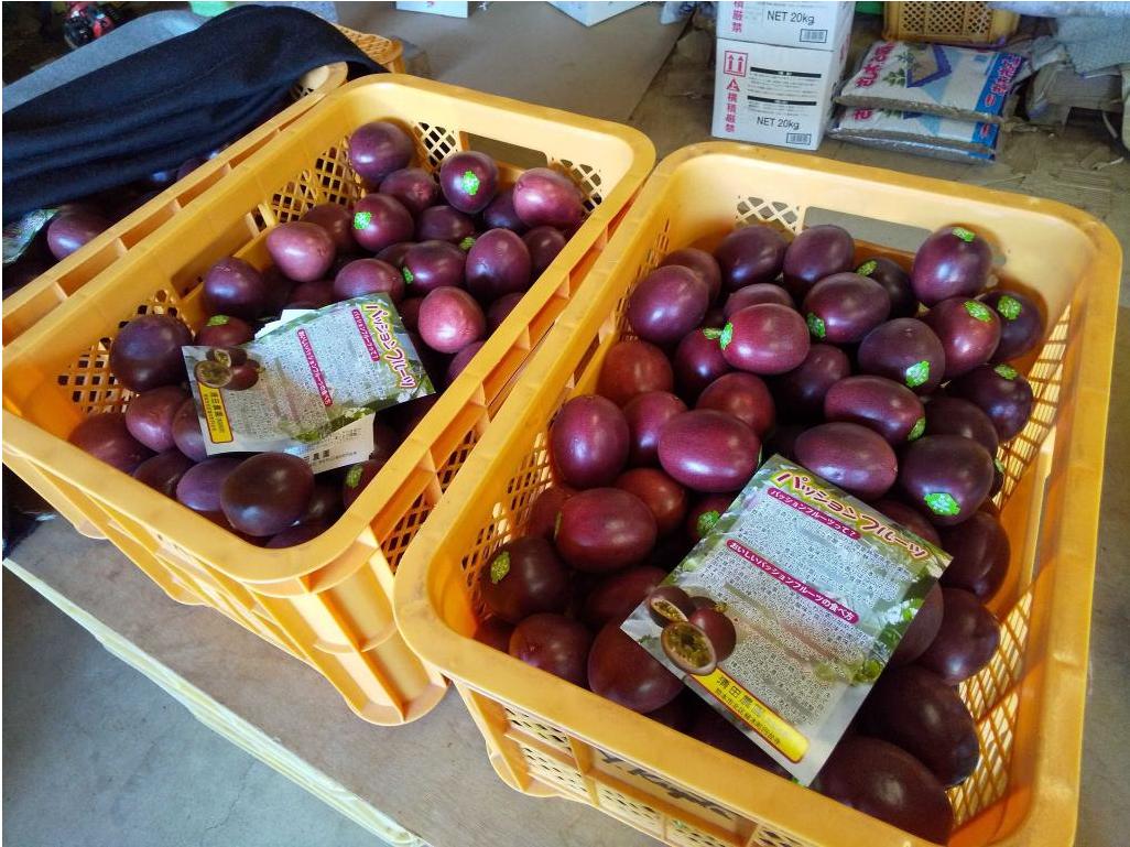 
                  清田さんのパッションフルーツ 約1kg （9～15玉）【2026年6月下旬～7月下旬迄発送予定】
                