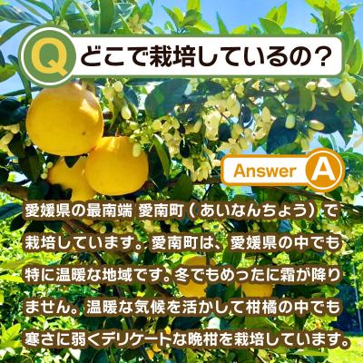 ふるさと納税 愛南町 冷凍 河内晩柑 500g×2袋 小分け 愛南ゴールド 和製グレープフルーツ おやつ 柑橘 かんきつ |  | 03