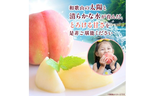 朝採れ 和歌山 桃　約4kg 秀品 ※2027年6月下旬～8月上旬頃順次発送予定 【tec911B】