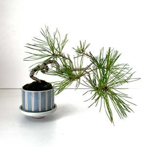 Re-盆栽【小ぶりサイズ】