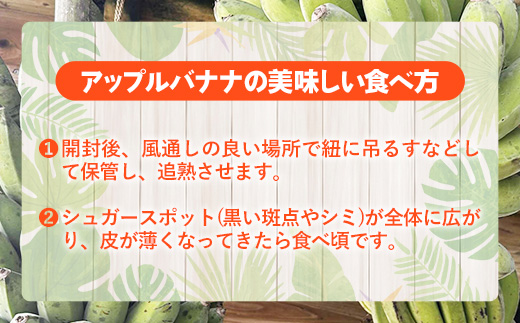 国産 希少種！南国フーズのアップルバナナ 約3kg - バナナ ばなな 小ぶり 沖縄県 産地直送 果物 フルーツ 南国 朝食 おすすめ 沖縄県 八重瀬町