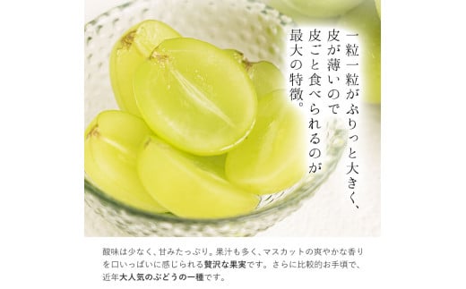 シャインマスカット 【2025年出荷先行予約】 厳選 シャインマスカット 約5kg 《2025年9月上旬-11月中旬頃に出荷予定》 シャインマスカット マスカット 厳選 5kg 晴王シャインマスカット