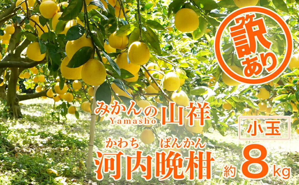 【ふるさと納税】 訳あり 家庭用 河内晩柑 小玉 Mサイズ 約8kg みかん の山祥 晩柑 かわちばんかん 和製 グレープフルーツ 果物 柑橘 フルーツ 特産品 お取り寄せ デザート 愛媛 希少 日本一 美味しい ジューシー 樹齢25年 みかんの山祥 愛南町 愛媛県