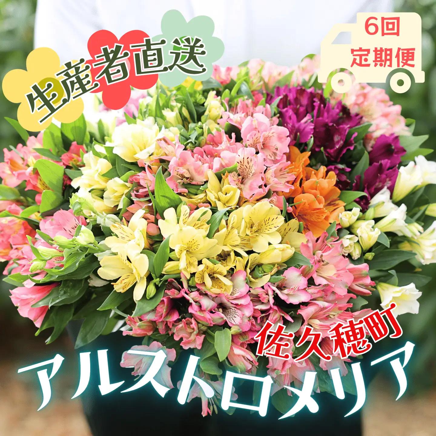 定期便６回便　切り花 アルストロメリア【上級品・生花　花丈80cm・32本前後】9～3月（KS-T504）