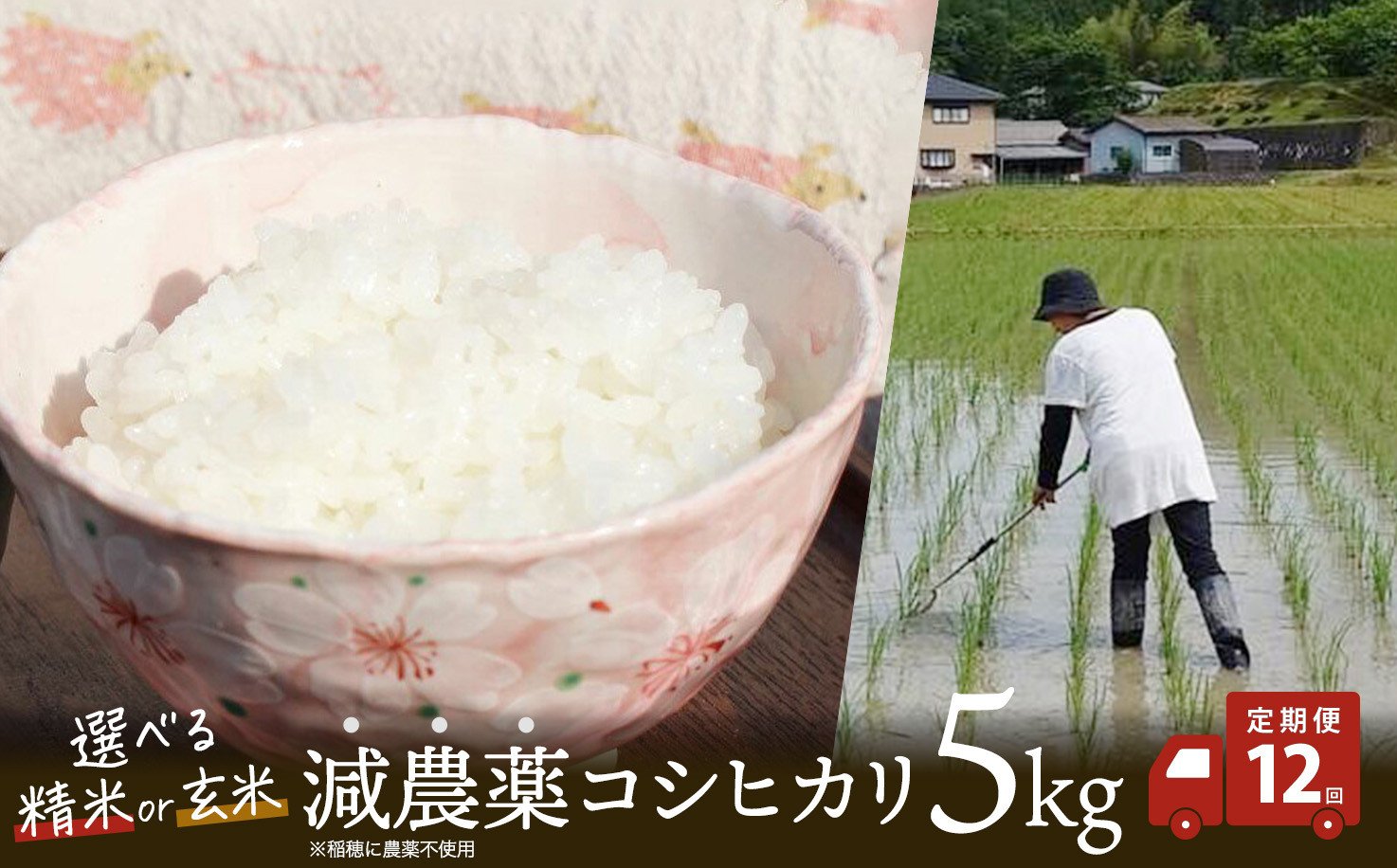 
            【定期便12回】 令和7年産 減農薬栽培米 コシヒカリ5kg （ 精米 / 玄米 ） 【 こしひかり 白米 玄米 お米 米 こめ 農家直送 国産 ごはん ご飯 白飯 ゴハン ふるさと おすすめ 定期便 5キロ 選べる 京都 綾部 】
          