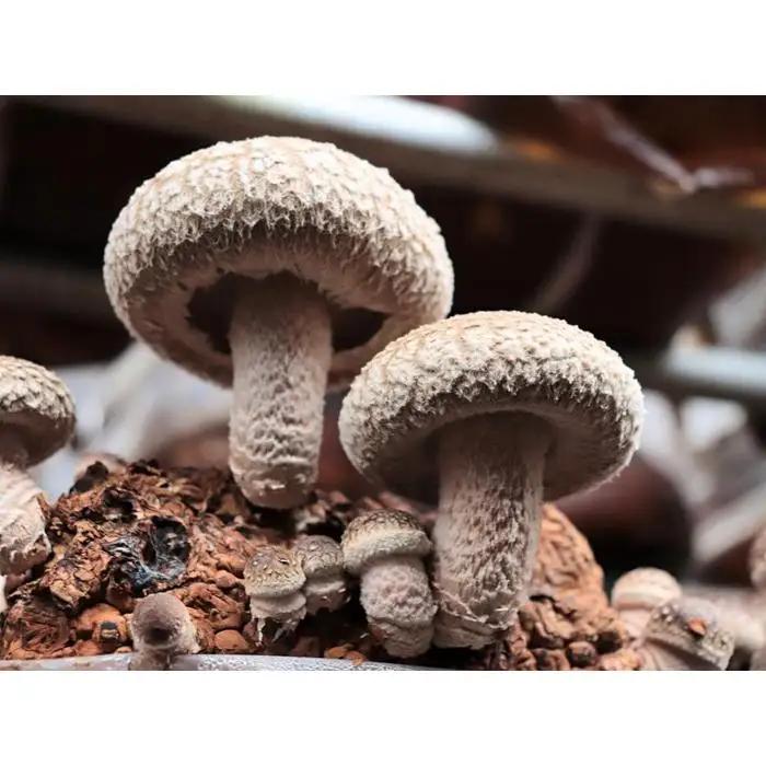 国産原材料のみ使用「肉厚な生椎茸500g」～八海山の雪解け水が豊富な地下水使用～｜椎茸