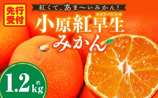 みかん　奇跡の赤いみかん　小原紅早生 約1.2kg  |果物 フルーツ みかん 小原紅 小原紅早生みかん フレッシュ ジューシー 香り 爽やか 旬の果物 人気 おすすめ 贈答 贈り物 青果物 糖度 香川県 三木町 |_mk165-019