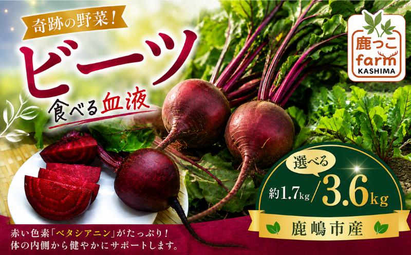 
                  ビーツ 【選べる】1.7kg 3.6kg 【先行予約】 数量限定 野菜 肉厚 旬 食物繊維 ヘルシー ポリフェノール ベタシアニン 健康 赤紫 食べる血液 季節の野菜 サラダ カルパッチョ スムージー スープ ビーツ習慣 国産 産地直送 vegetable beet beets beetroot 色鮮やか 鹿っこfarm ふるさと納税 茨城県 鹿嶋市 【2027年6月発送】
                