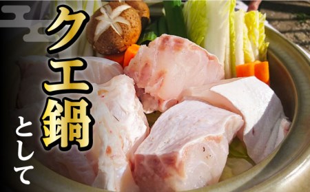 【1週間以内発送】対馬産 幻の高級魚 クエ 1.2kg 海鮮 魚介 鍋 高級 [WAA014] スピード発送 最速発送 最短発送