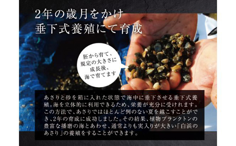 【2026年２月上旬出荷予定】さりひめ】姫路産養殖活あさり 特大1kg 貝類 贈答品 ギフト シェフ 身入り 甘い 加熱 白浜