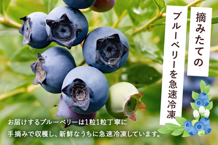 【 2026年 先行予約 】元気に育った ブルーベリー 1kg 冷凍 ( 500g 4パック ) 農薬 栽培期間中 不使用 果物 フルーツ 1キロ 手摘み 急速冷凍 国産 産地直送 農家直送 産直 夏