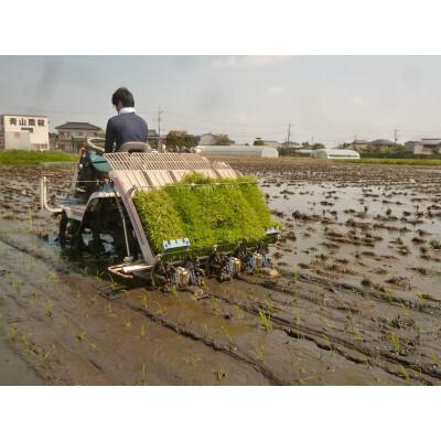 ふるさと納税 香取市 【毎月定期便】自然米(玄米5kg)全3回 |  | 01