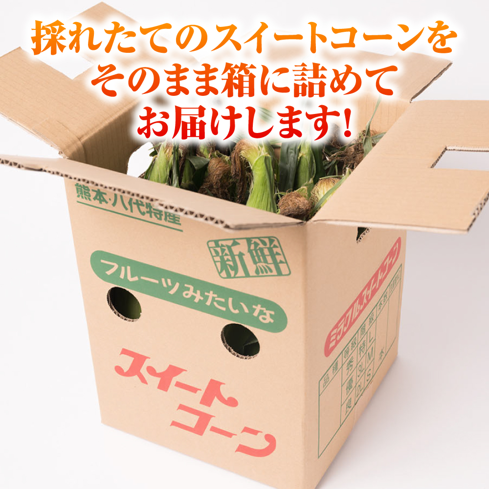 【先行予約】プリッとジューシー！ 熊本県 八代市産 スイートコーン ゴールドラッシュ 約4.5kg (13～16本) とうもろこし トウモロコシ コーン 甘い 【2026年6月上旬より順次発送】_イメ