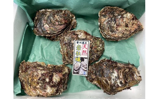 【期間限定】新鮮！笹川流れ『天然岩牡蠣』 Lサイズ 約1kgセット（1個 200g～250g×4～5個） 1043003