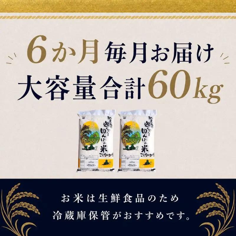 コシヒカリ 無洗米 令和7年 千葉県産 コシヒカリ【10kg×6ヶ月】【定期便】