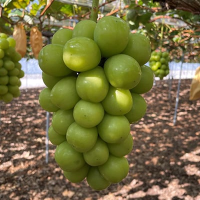 【2025年10月より発送】訳ありシャインマスカットとピオーネ詰合せ 3～4房 1.8kg ご家庭用