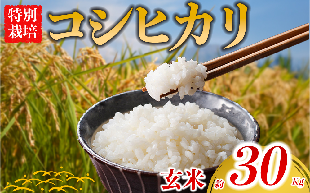 【選べる品種】 特別栽培米 コシヒカリ 約30kg×1（玄米）阿蘇アグロスタイル 精米 R7年産 米 ごはん 人気 美味しい 甘味 もちもち なめらか R7年産 減農薬 湧水 熊本県 阿蘇市 コシヒカ