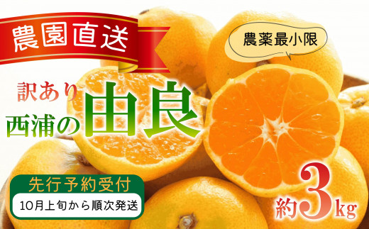 訳あり 由良 みかん 3kg 木負観光みかん園 ミカン オレンジ 蜜柑 柑橘 フルーツ 旬 果物 国産 産地直送 季節限定 西浦 沼津市 静岡県