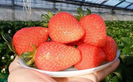 2月21日（土）旬のいちごが食べ放題！摘みたていちごで楽しむかんたん手作りスイーツ体験 1名様分 いちご狩り いちご スイーツ 体験 千葉あそび 千葉市