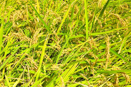 【令和7年産 新米先行受付】【基肄城水門米】さめてもおいしい棚田のお米 10kg【ひのひかり 米 玄米 お米 やまつき米 モチモチ 基山町産 棚田米 10kg】K072006