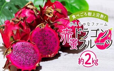 奄美産 食べごろ樹上完熟『赤蜜ドラゴンフルーツ』約2kg（5〜6玉）＜北海道・沖縄県配送不可＞