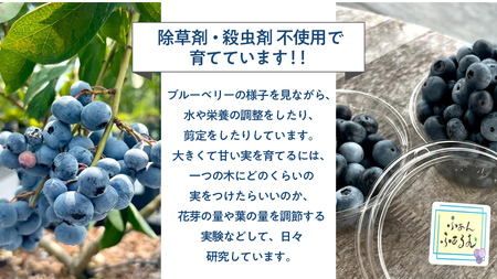 ブルーベリー狩り 体験チケット 《シニア２名様プラン お土産付き》  [DZ011sa]