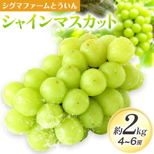 【ふるさと納税】【先行予約】シャインマスカット 約2kg 4~6房 株式会社シグマサポート《9月上旬-10月下旬頃出荷》三重県 東員町 マスカット ぶどう シャイン 農福連携 フルーツ 果物 冷蔵 冷蔵便