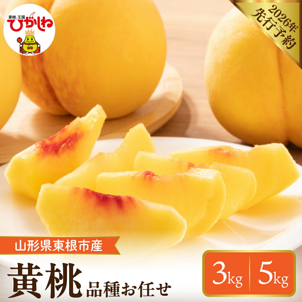 【ふるさと納税】採れたて黄桃 (品種お任せ) 【内容量が選べる】(3kg / 5kg ) |もも 桃 黄桃 フルーツ 果物 くだもの 産地直送 期間限定 特産品 お取り寄せ グルメ 旬 東北 送料無料 山形県 東根市
