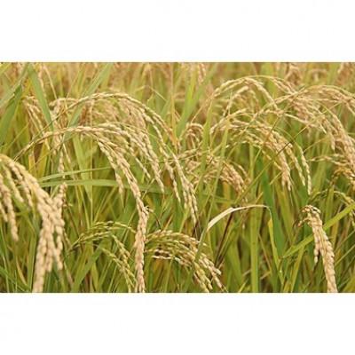 ふるさと納税 紫波町 【令和7年産】岩手県産無洗米銀河のしずく(5kg×2) |  | 01