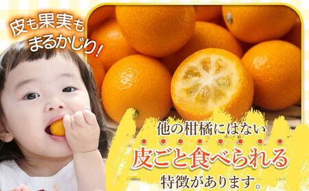 【先行予約】完熟金柑「たまたま」2㎏