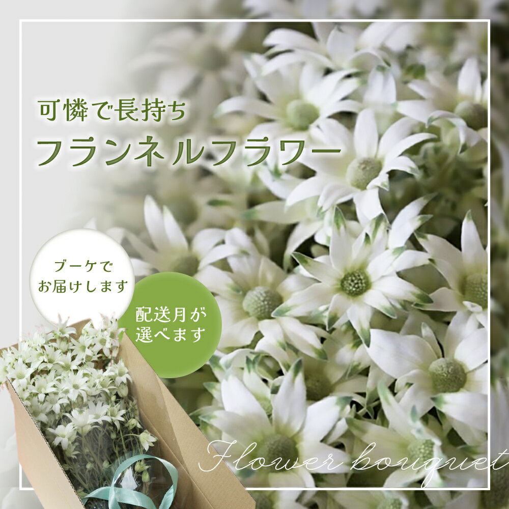 【ふるさと納税】（配送月が選べる）フランネルフラワー（切り花）花束 1束（60輪）約30本 プレゼント 下呂市 岐阜県 生花 馬瀬 ネイティブフラワー 長持ち