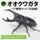 【ふるさと納税】【YG血統】【数量限定】ペアオオクワガタ♂♀（オス70ミリup×メスフリー）ペア飼育セット【クワガタ クワガタムシ カブトムシ 昆虫 虫 国産 飼育 セット 夏休み 自由研究 鹿嶋市 茨城県】（KBY-4）