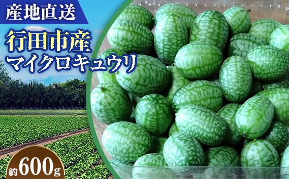 
                  【産地直送】行田市産マイクロキュウリ　600g ／ 國嶋農産 野菜 新鮮 無農薬 埼玉県 特産品 No.395
                